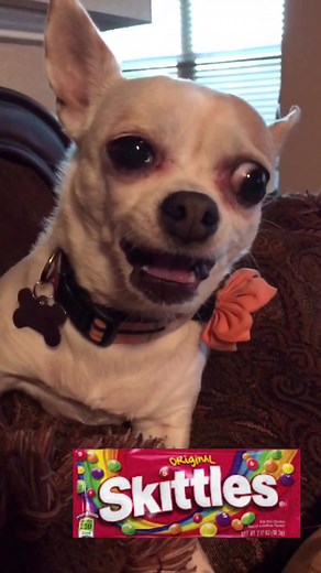 Craving Skittles? Watch this adorable Chihuahua beg for some treats!