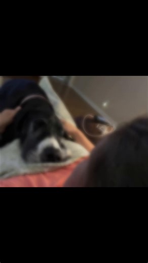 Relaxing Moments with a Great Dane and Her Owner