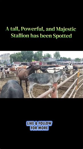 Majestic Stallion Sighted in the Wild