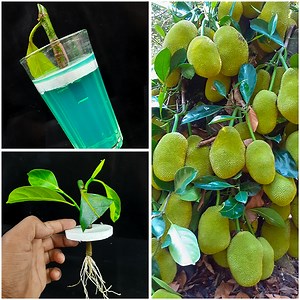 42K views · 614 reactions | How to grow jackfruit tree from cuttings || Water propagation method | Ashik Muztaba | Facebook