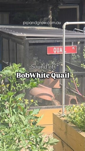 Bobwhite sound, calling noises #bobwhite