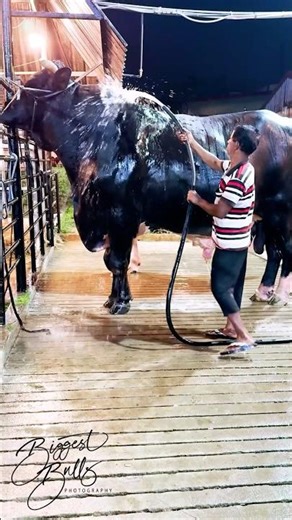 The biggest bull of the farm, standing over 6 feet at hip and weighing over 1.4 ton.