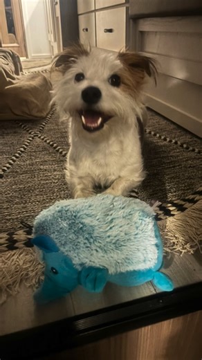 Nicole Tittensor on Instagram: "Happy Birthday Mister Biz! #8 I can’t believe it. You’re our world little guy. #bizbingthedog🐶 🎂 🎉"