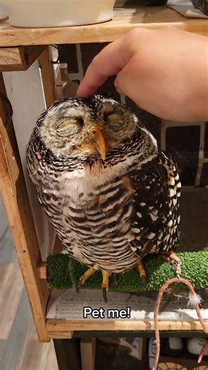 Exploring Owl Cafés in Tokyo