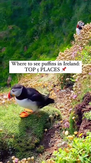 Where to see puffins in Ireland? Here’s the top 5 places 📌 (video and caption by @beyondhome_) Spot these adorable puffins, arguably the cutest birds on Earth, waddling around and building their nests on some of Ireland’s stunning islands! 💚 Seeing them in person was a true highlight of my Irish adventures, and I can’t recommend it enough ☘️ Here’s your chance to experience the same joy at these top 5 spots: 📍Saltee Islands, Co. Wexford 📍Skellig Islands, Co. Kerry 📍Clare Island, Co. Mayo 📍