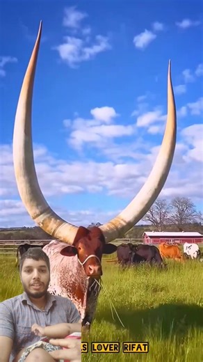 foryou animals cow 🔥 #cow #greenscreen #cow