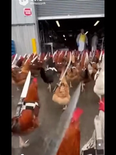 Chicken attack #ai #sora2 #funny