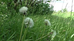Flowers, Dandelions, Spring. Free Stock Video