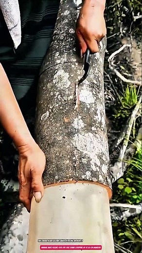 Manual Bark Peeling Tool for Tree Trunk Stripping up to 20 cm Diameter