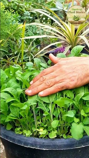 "35 Days of Life: Arugula Growth from Seed to Harvest 🌱"