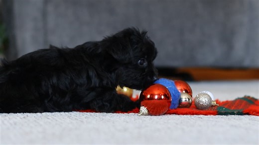 Yorkiepoo - Yorkie Poo puppy for sale