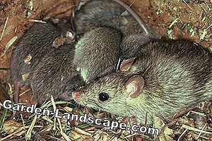 Other: Kiwi multiply - explained step by step | 2025