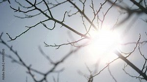 dry tree branch close-up silhouette against the blue sky and sun. dry branch of a tree without leaves. dead dry tree branch. natural winter nature forest concept landscape