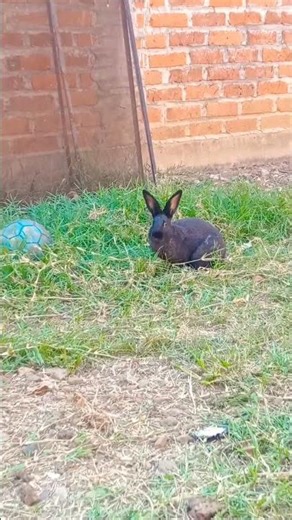 datos y cuidados de un conejo #conejos #shorts