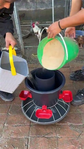 Revolutionary Automatic Chicken & Duck Feeder: Waterproof for Perfect Feeding