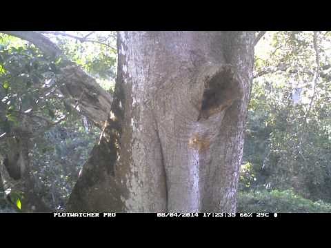 Timneh Parrot Nest Video