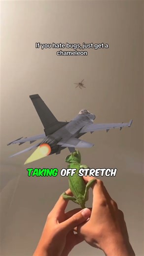 Why chameleons are amazing hunters