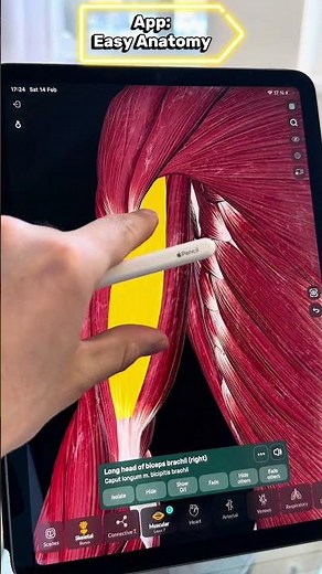 @easyanatomyappen MUSCLES ANATOMY for medical school & USMLE