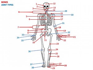 Label the numbered parts of the human skeleton and joint types ... | Filo
