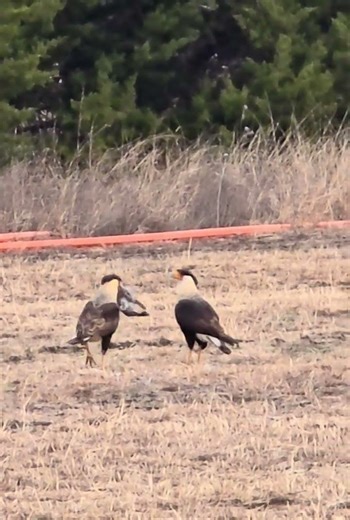Two Unusual Hawks! Wow, Crested Caracaras! #nature, #wildlife, #birds, #birdwatching