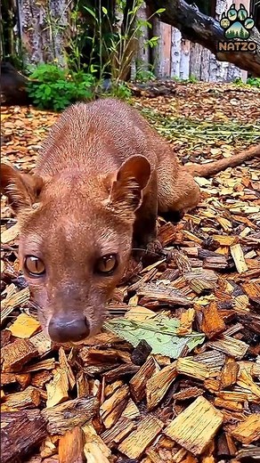 Fossa: Madagascar's Most Mysterious Predator #Fossa #FossaHunting