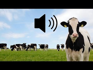 Cow moo mooing close up Sound effects SFX (HD)