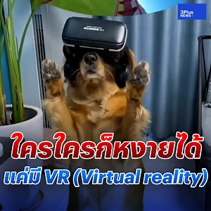 637K views · 10K reactions | ใครใครก็หงายได้ แค่มี VR เมื่อน้องหมาใส่แว่น VR มันก็จะตื่นเต้นหน่อยๆ หวาดเสียวนิดๆ เสียทรงเล็กน้อย #3PlusNews #ข่าวช่อง3 #หมา #VR #โกลเด้น | ครอบครัวข่าว3 | Facebook