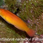 Blotched/Borbonius Anthia Care Info