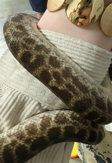 So I got to hold this beautiful spotted python at a reptile expo… and let’s just say it got a little too interested in me 😂🐍 It wasn’t a defensive bite — most likely, I had the scent of something (like quail) on me, and it triggered a feeding response. These things can happen with snakes, and the most important thing in that moment is to stay calm. The snake wasn’t trying to hurt me, just confused.💚 I stayed still and let the situation work itself out slowly — no sudden movements, no panic — 