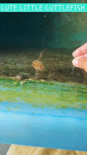 Little potato cuttlefish 🤣🤣💀 Pfeffer's flamboyant cuttlefish, Metasepia pfefferi is one of the smallest cuttlefish growing up to 8cm in length and the prettiest of the species making it a favorite subject for scuba divers and underwater photographers. #reelsviralシ #highlightseveryonefollowers2025 #highlightseveryonefollowers | All about Animals