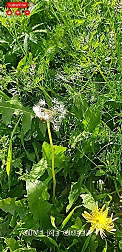 GreenLee #youtubeshorts #shots #green #flowers #view #youtube #flower #greenlove #greenlee #openshot