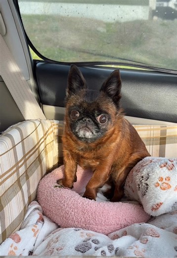 Dogs and Dinner: The Waiting Game