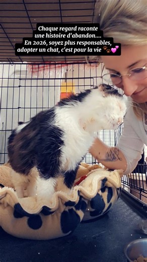 😻📸 A_N_G_E_L 📸😻 on Instagram: "Pour 2026, j'ai un seul souhait : que chacun de ces regards retrouve enfin la sérénité qu’il mérite. Qu’aucun chat ne connaisse la peur de l’abandon, la solitude d’une cage ou la tristesse d’un humain qui part. Adopter, ce n’est pas un geste impulsif. C’est une promesse de rester fidèle, même quand c’est difficile... L'abandon ne devrait jamais être une option ⛔️ #chat #association #cat #souhait #2026"