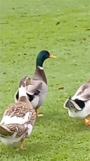 Mallard duck (Anas platyrhynchos) #shorts