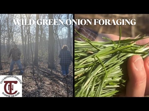Wild Onion Foraging ￼and Quesadillas