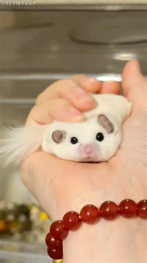 Dormouse’s spend most of their lives sleeping #fun #animals #incredible #dormouse