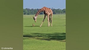 The oddest animal friendships that prove love is strange