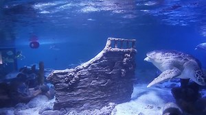 1.4K views · 57 reactions | If you missed it earlier ... take a peek inside our sea turtle exhibit. #StillCaringStillSharing | The Maritime Aquarium at Norwalk | Facebook