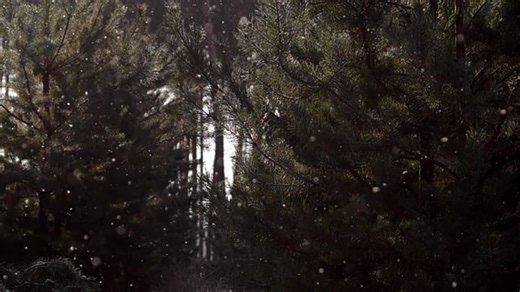 Trees, Pine, Snow. Free Stock Video