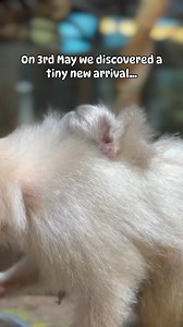 8.7K views · 124 reactions | Can you help us name our new silvery marmoset baby? 懶懶 | Drusillas Park | Facebook