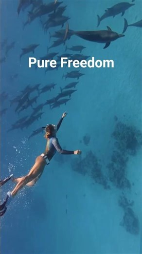 Pure Freedom: Sailing & Diving with Dolphins 🌊