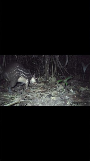 Muitas pacas procurando alimento #vidaselvagem #amazonia