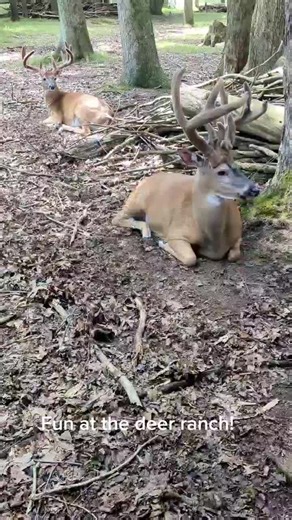 #hunting #daggumit #hiking #scouting #deer #whitetail #archery #buck #outdoors #daggumoutdoors