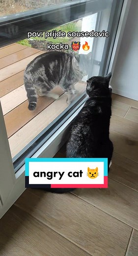 jsou to mazlici nejvetsi, jen se fakt nesnasej 😾 #cat #catsoftiktok #angrycat #angrycatsounds #kocky #kocicikavarna #adopt #adoptujeniekupuje #catlovers #angrycats #kitty #tuxedocat #seniorcat #seniorcatsoftiktok