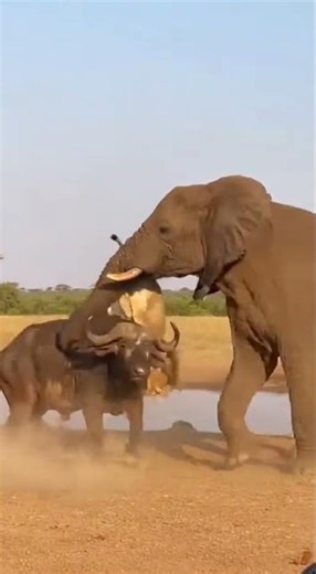 The Ultimate Rescue: Hero Elephant Saves Buffalo from Lion! 🐘🦁 #wildlife #wildliferescue