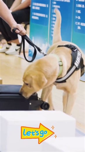 138 reactions | Meet Shanghai Customs' real-life paw patrol! #paw #dog #patrol #custom #training | Miss Panda | Facebook