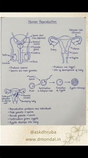 Human reproduction system easy explanation #science #sciencefacts #scienceexplained