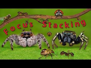 Focus Stacking-Macro Tutorial