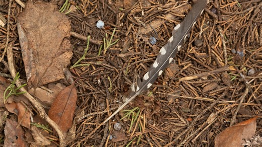 Spot a bird feather in your Minnesota yard? Why picking it up could land you in court