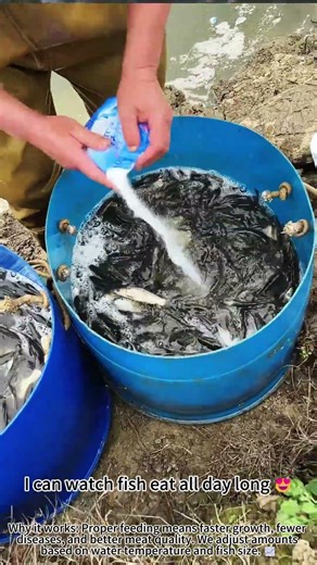Feeding fish in aquaculture pond huge harvest 🐟